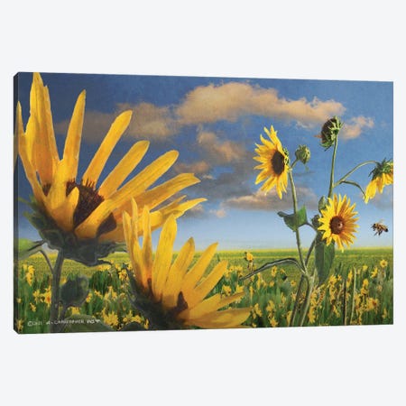 Sunflowers In Kansas Canvas Print #CHV78} by Christopher Vest Canvas Art Print