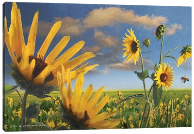 Sunflowers In Kansas Canvas Art Print - Kansas Art