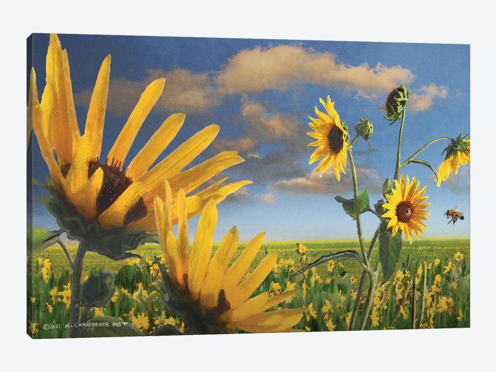 Sunflowers In Kansas by Christopher Vest 1-piece Canvas Wall Art