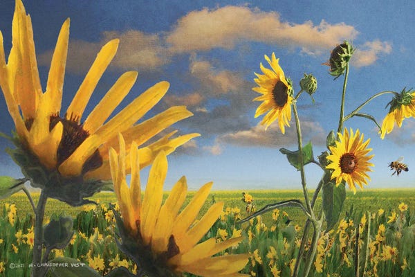 Fine Art Print: Sunflowers In Kansas by Christopher Vest