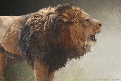 Roaring Lion by Christopher Vest art print
