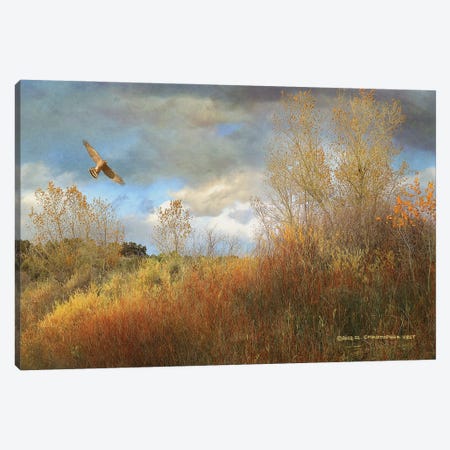 Willow Cottonwood Gulley Canvas Print #CHV81} by Christopher Vest Canvas Art