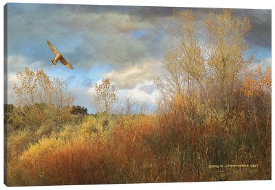 Willow Cottonwood Gulley Canvas Art Print