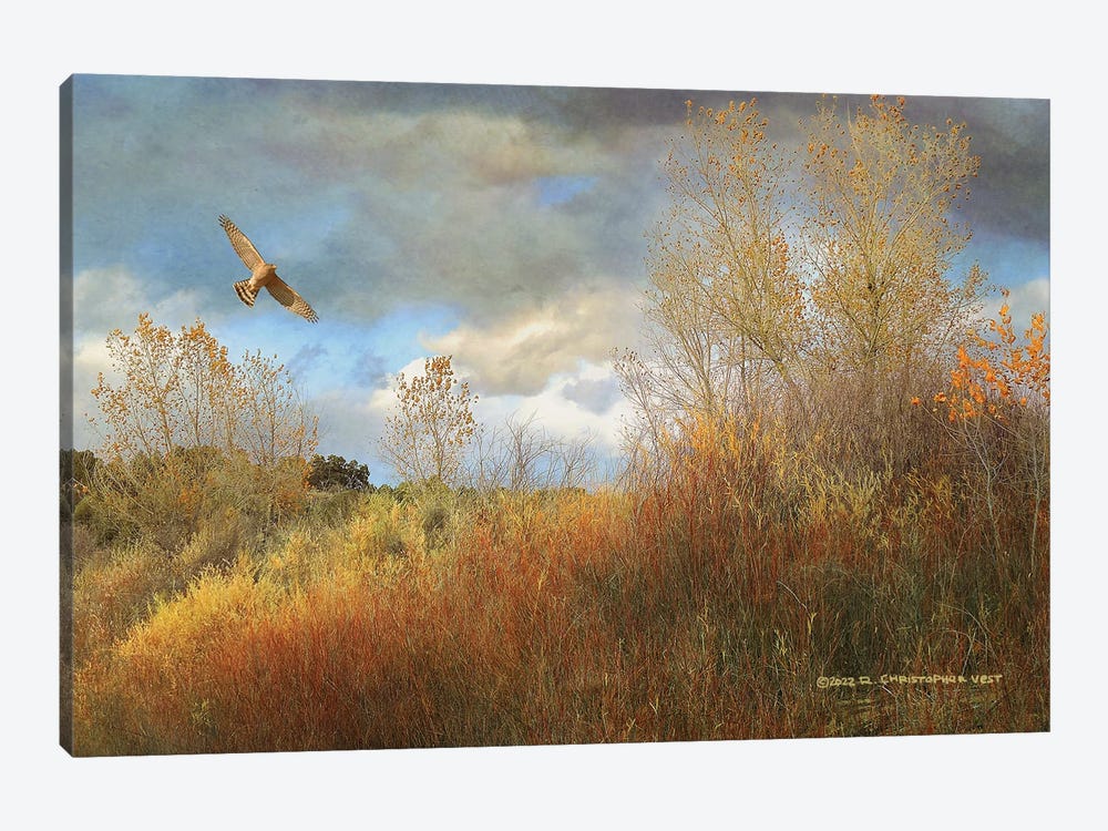 Willow Cottonwood Gulley by Christopher Vest 1-piece Canvas Artwork