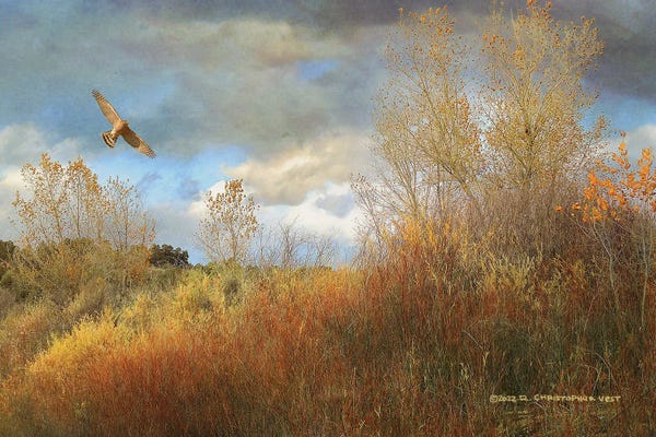 Christopher Vest: Willow Cottonwood Gulley by Christopher Vest