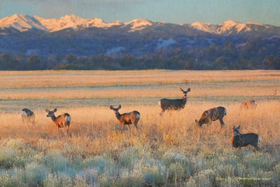 Sunset Deer by Christopher Vest canvas print