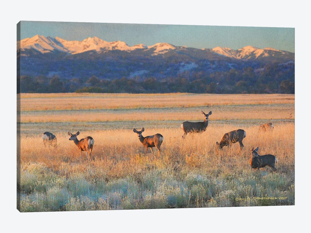 Sunset Deer by Christopher Vest 1-piece Canvas Art Print
