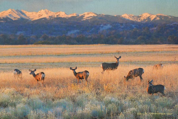 Christopher Vest: Sunset Deer by Christopher Vest