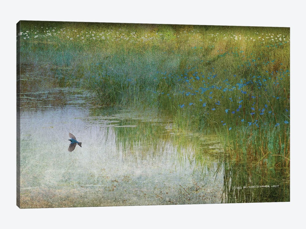 Wetland Tree Swallow by Christopher Vest 1-piece Canvas Artwork