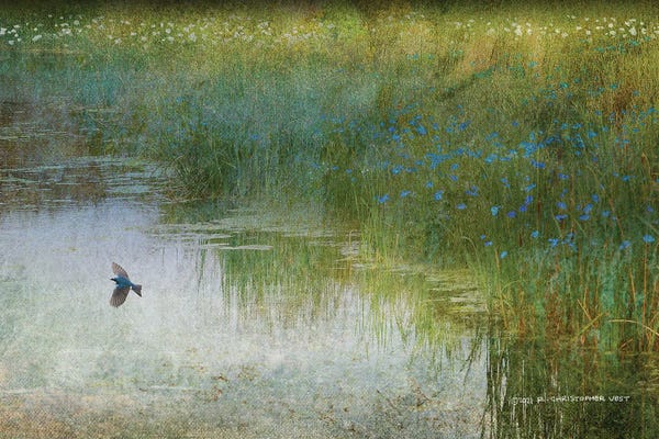 Grasses: Wetland Tree Swallow by Christopher Vest
