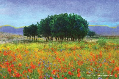 Copse Of Oak by Christopher Vest canvas print