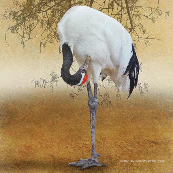 Christopher Vest: Red Crowned Crane by Christopher Vest