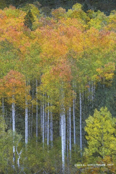 Aspen Trees: Aspen Natural Abstract by Christopher Vest