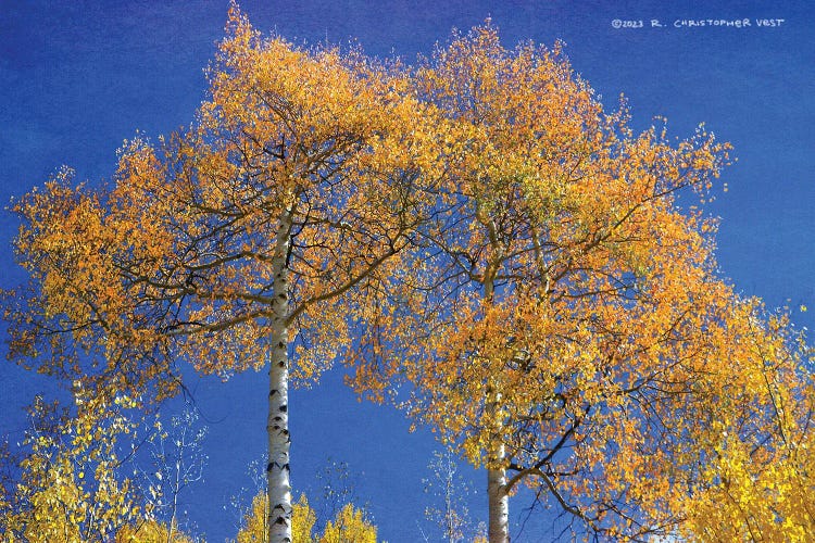 Looking Up At Twin Aspen Trees