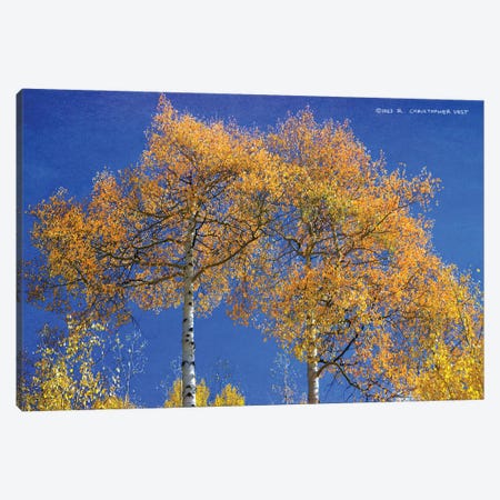 Looking Up At Twin Aspen Trees Canvas Print #CHV89} by Christopher Vest Canvas Wall Art