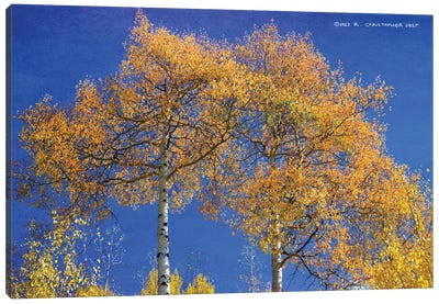 Looking Up At Twin Aspen Trees Canvas Art Print
