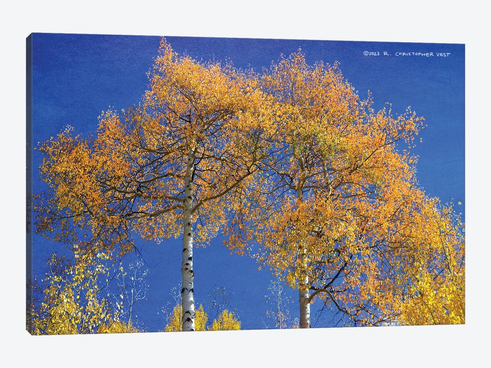 Looking Up At Twin Aspen Trees by Christopher Vest 1-piece Canvas Wall Art