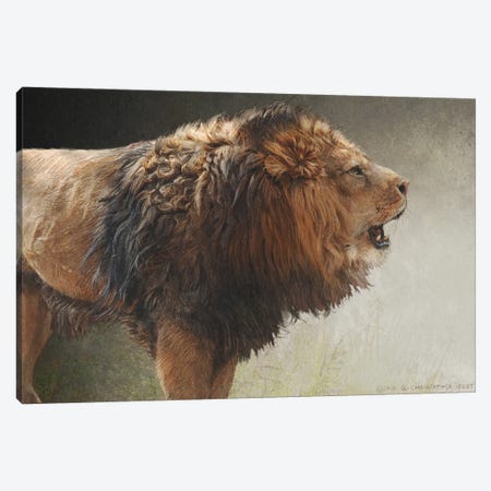 Roaring Lion Canvas Print #CHV8} by Christopher Vest Canvas Wall Art