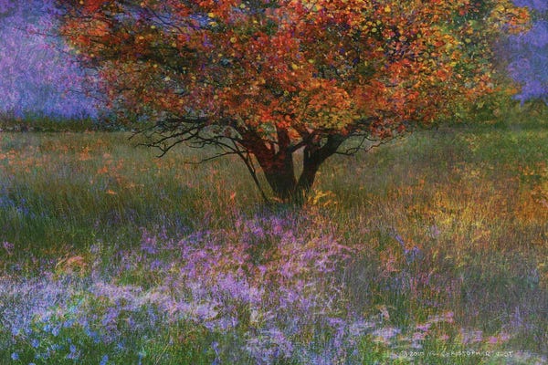 Christopher Vest: Lone Tree Flowered Meadow by Christopher Vest