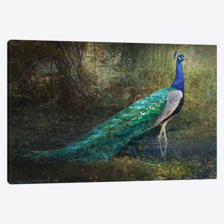 Jungle Stream Peacock Canvas Print #CHV95} by Christopher Vest Canvas Artwork