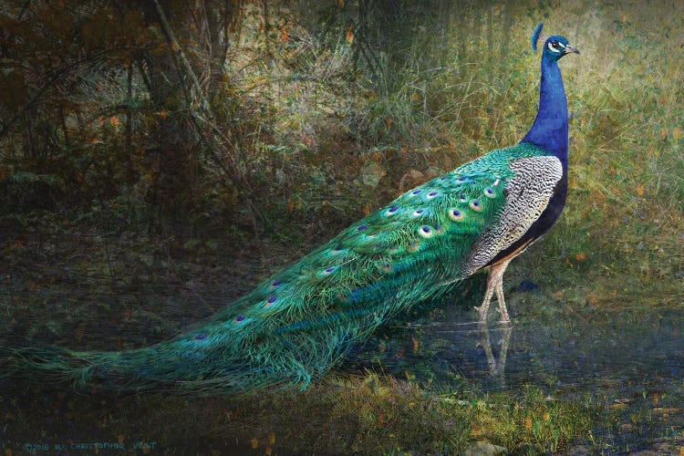 Jungle Stream Peacock