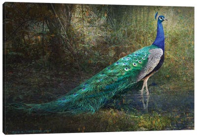 Jungle Stream Peacock Canvas Art Print