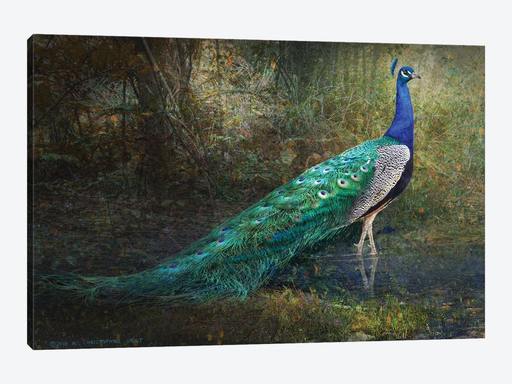 Jungle Stream Peacock by Christopher Vest 1-piece Art Print