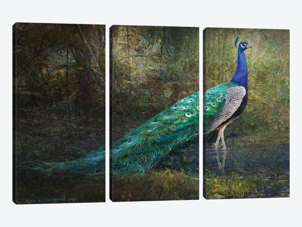 Jungle Stream Peacock by Christopher Vest 3-piece Art Print