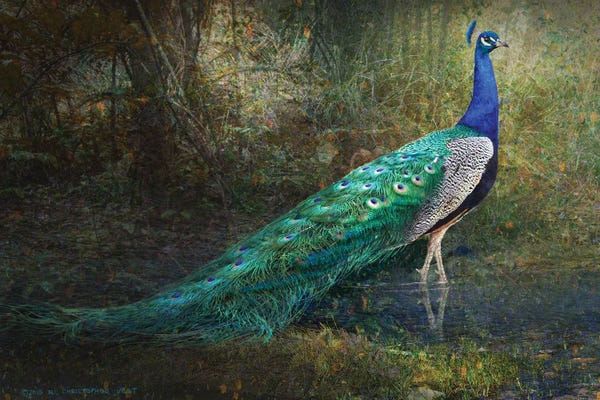 Jungles: Jungle Stream Peacock by Christopher Vest