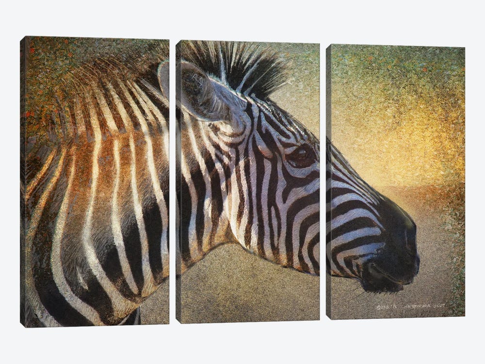 Zebra Portrait by Christopher Vest 3-piece Canvas Wall Art