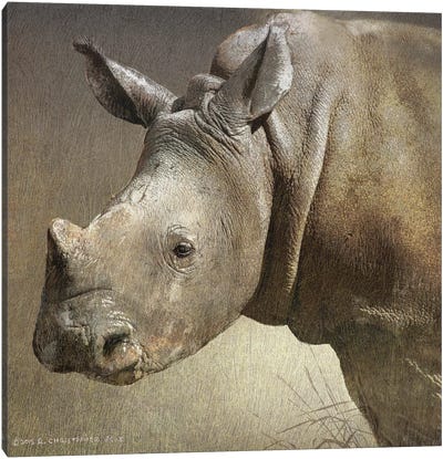 Young White Rhino Canvas Art Print - Rhinoceros Art