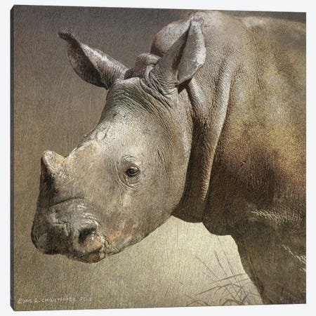 Young White Rhino Canvas Print #CHV9} by Christopher Vest Canvas Wall Art