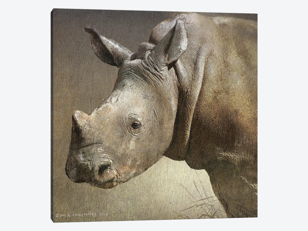 Young White Rhino by Christopher Vest 1-piece Canvas Print
