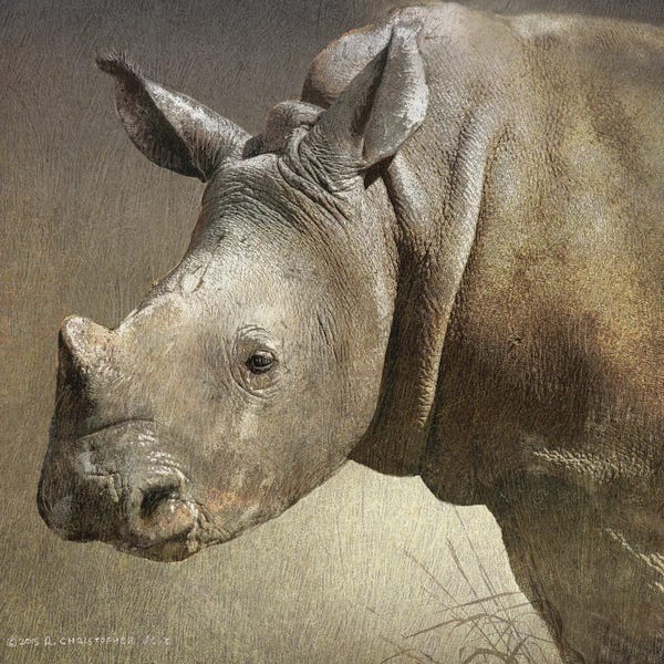 Rhinoceroses: Young White Rhino by Christopher Vest