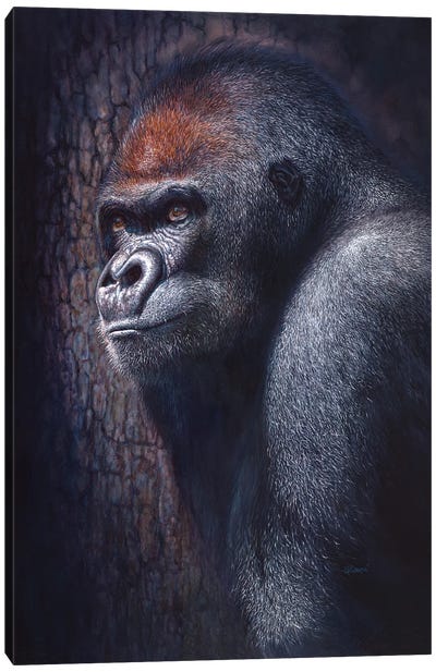 Hope Canvas Art Print - Primate Art