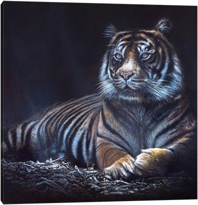 Into The Shadows Canvas Art Print - Tiger Art