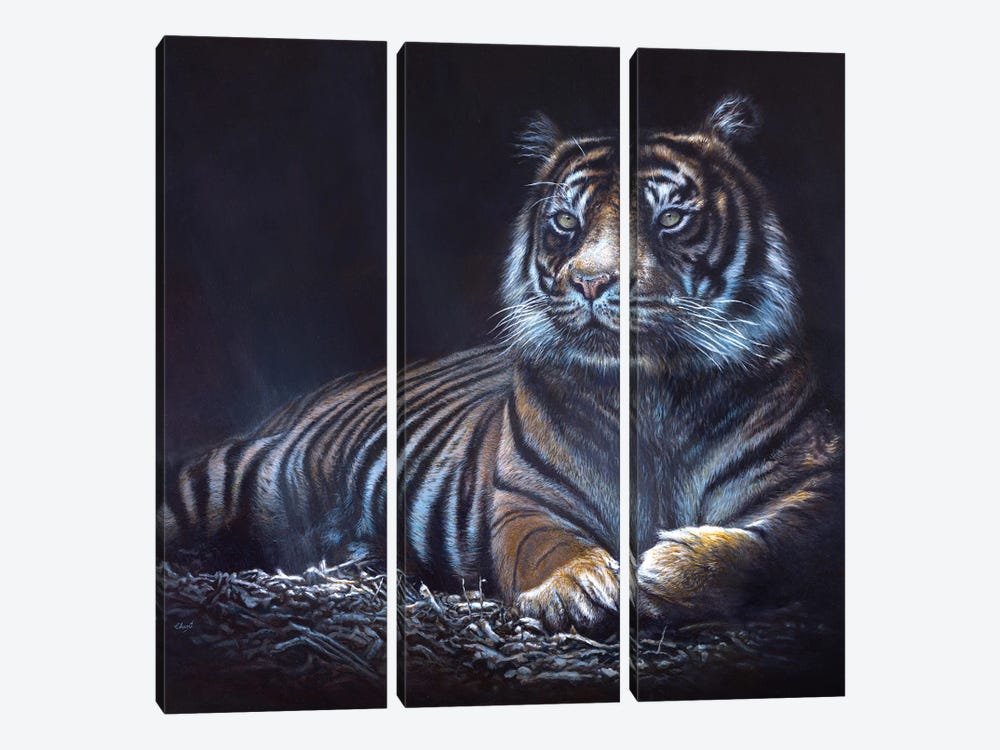 Into The Shadows by Chami's Art 3-piece Canvas Wall Art