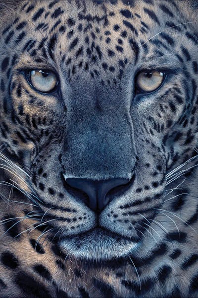 Chami's Art: Julius by Chami's Art