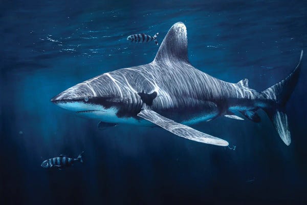 Sharks: Together by Chami's Art