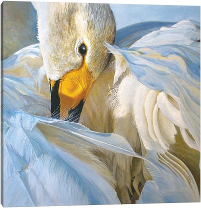 Ruffled I Canvas Art Print - Swan Art