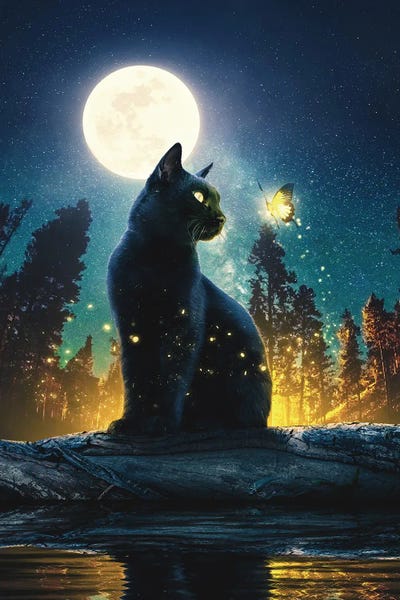 Large Photography - Canvas Prints: Black Cat In The Magical Forest by Adam Cousins
