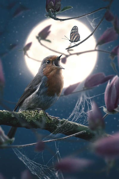 Butterflies and Flowers: Butterfly And Robin by Adam Cousins