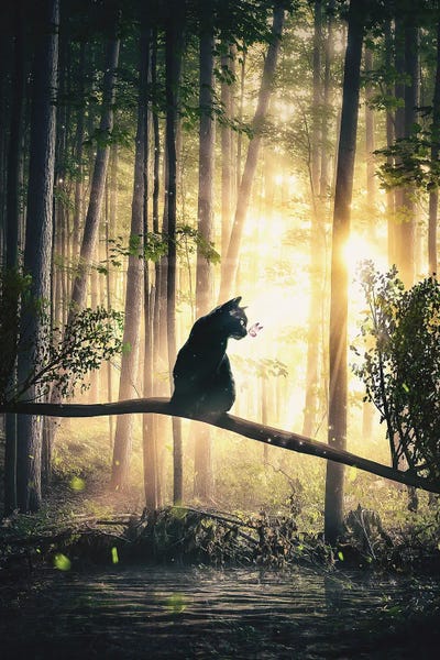 Back Cat In Forest by Adam Cousins canvas print