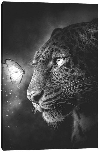Jaguar And Butterfly Black And White Canvas Art Print - Adam Cousins