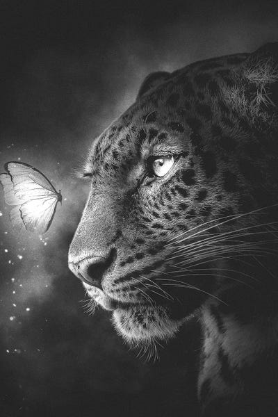 Jaguars: Jaguar And Butterfly Black And White by Adam Cousins