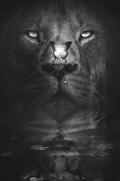 Lion And Butterfly Black And White by Adam Cousins metal wall art