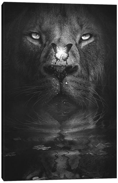 Lion And Butterfly Black And White Canvas Art Print - Adam Cousins