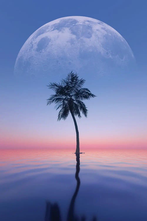 Lone Palm Tree