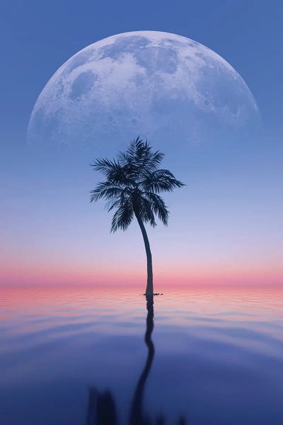 Fine Art Print: Lone Palm Tree by Adam Cousins