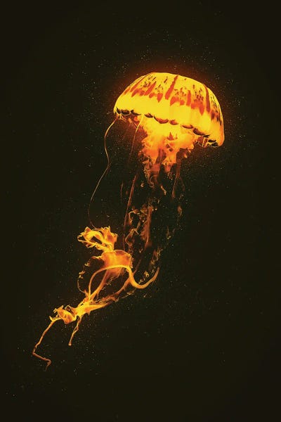 Kids Ocean Life Art: Neon Jellyfish (Orange) by Adam Cousins